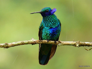 colibri